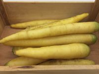 Carotte Jaune