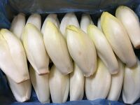 Endives terre 5kgs