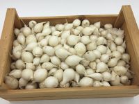 Oignon grelots