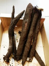 Salsifis frais 1kg