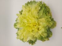 Scarole Frisée