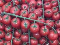 Tomate Cerise en Grappe 