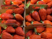 Fraise Gariguette 250gr