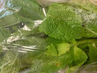 Menthe