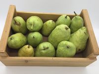 Poire GUYOT