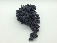 Raisin prima