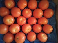 Tomate ronde