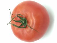 Tomate Pays Beugny