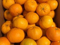 Clémentine Italienne