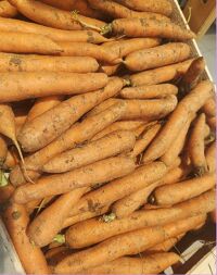 Carottes des Sable 