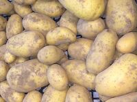 Pomme de terre Artemis 5kg