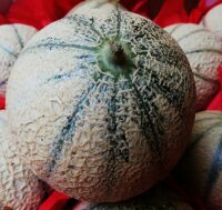 Melon cal.12
