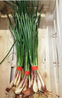 Echalottes en botte 